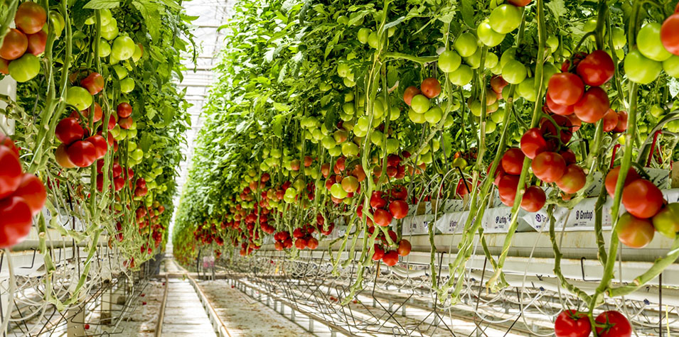 Farmer working on tomatoes.